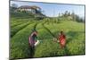 Girls Collecting Tea in Field in Rize, Black Sea Region of Turkey-Ali Kabas-Mounted Photographic Print