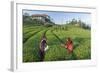 Girls Collecting Tea in Field in Rize, Black Sea Region of Turkey-Ali Kabas-Framed Photographic Print