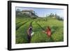 Girls Collecting Tea in Field in Rize, Black Sea Region of Turkey-Ali Kabas-Framed Photographic Print