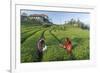 Girls Collecting Tea in Field in Rize, Black Sea Region of Turkey-Ali Kabas-Framed Photographic Print