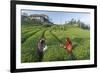 Girls Collecting Tea in Field in Rize, Black Sea Region of Turkey-Ali Kabas-Framed Photographic Print