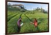 Girls Collecting Tea in Field in Rize, Black Sea Region of Turkey-Ali Kabas-Framed Photographic Print