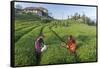 Girls Collecting Tea in Field in Rize, Black Sea Region of Turkey-Ali Kabas-Framed Stretched Canvas