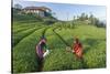 Girls Collecting Tea in Field in Rize, Black Sea Region of Turkey-Ali Kabas-Stretched Canvas