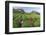 Girls Collecting Tea in Field in Rize, Black Sea Region of Turkey-Ali Kabas-Framed Photographic Print