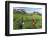 Girls Collecting Tea in Field in Rize, Black Sea Region of Turkey-Ali Kabas-Framed Photographic Print