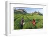 Girls Collecting Tea in Field in Rize, Black Sea Region of Turkey-Ali Kabas-Framed Photographic Print