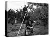 Girls Picking Apples-null-Stretched Canvas