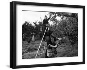 Girls Picking Apples-null-Framed Photographic Print