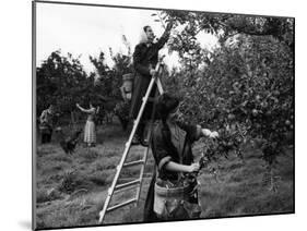 Girls Picking Apples-null-Mounted Photographic Print