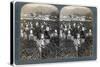 Girls Picking Tea on the Famous Plantation at Uji, Japan, 1904-Underwood & Underwood-Stretched Canvas