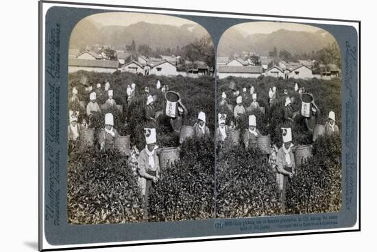 Girls Picking Tea on the Famous Plantation at Uji, Japan, 1904-Underwood & Underwood-Mounted Giclee Print