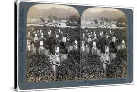 Girls Picking Tea on the Famous Plantation at Uji, Japan, 1904-Underwood & Underwood-Stretched Canvas
