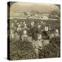 Girls Picking Tea, Uji, Japan-Underwood & Underwood-Stretched Canvas