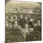 Girls Picking Tea, Uji, Japan-Underwood & Underwood-Mounted Photographic Print