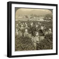 Girls Picking Tea, Uji, Japan-Underwood & Underwood-Framed Photographic Print