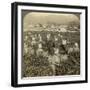 Girls Picking Tea, Uji, Japan-Underwood & Underwood-Framed Photographic Print