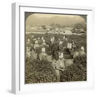 Girls Picking Tea, Uji, Japan-Underwood & Underwood-Framed Photographic Print