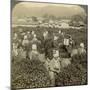 Girls Picking Tea, Uji, Japan-Underwood & Underwood-Mounted Photographic Print