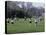Girls Playing Lacrosse-null-Stretched Canvas