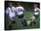 Girls Playing Soccer on a Field-null-Stretched Canvas