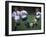 Girls Playing Soccer on a Field-null-Framed Premium Photographic Print