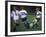 Girls Playing Soccer on a Field-null-Framed Photographic Print