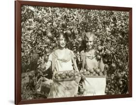 Girls with Apple Harvest, Yakima, 1928-Asahel Curtis-Framed Giclee Print