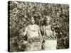 Girls with Apple Harvest, Yakima, 1928-Asahel Curtis-Stretched Canvas