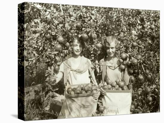 Girls with Apple Harvest, Yakima, 1928-Asahel Curtis-Stretched Canvas