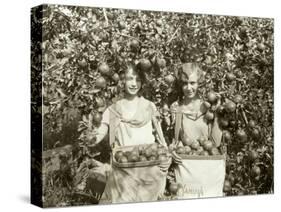 Girls with Apple Harvest, Yakima, 1928-Asahel Curtis-Stretched Canvas