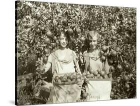 Girls with Apple Harvest, Yakima, 1928-Asahel Curtis-Stretched Canvas