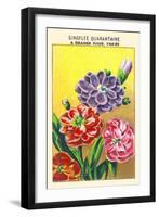 Giroflee Quarantaine A Grande Fleur, Variee-null-Framed Art Print