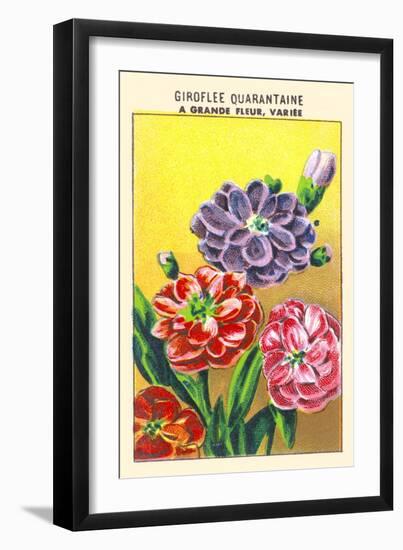 Giroflee Quarantaine A Grande Fleur, Variee-null-Framed Art Print