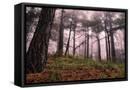 Canvas Black