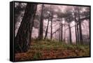 Canvas Black