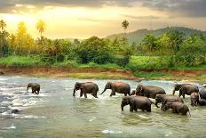 Herd of Elephants Bathing in the Jungle River of Sri Lanka-Givaga-Photographic Print