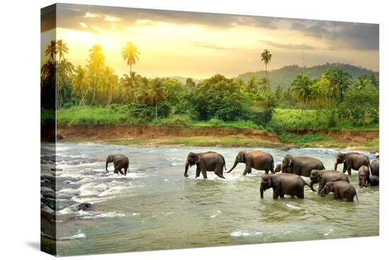 Stretched Canvas Print, , large