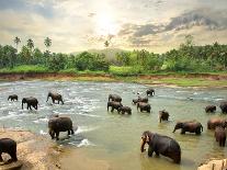 Herd of Elephants Bathing in the Jungle River of Sri Lanka-Givaga-Photographic Print