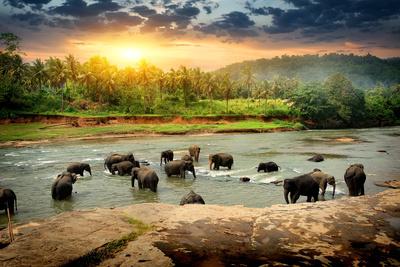 Herd of Elephants Bathing in the Jungle River of Sri Lanka
