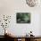 Giverny Pond-Sarah Butcher-Mounted Art Print displayed on a wall