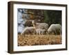 Giving Nourishment Sheep-Jai Johnson-Framed Giclee Print