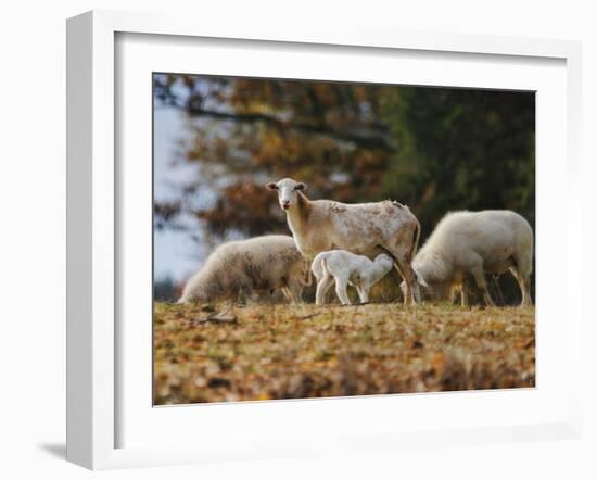 Giving Nourishment Sheep-Jai Johnson-Framed Giclee Print