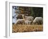 Giving Nourishment Sheep-Jai Johnson-Framed Giclee Print