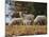 Giving Nourishment Sheep-Jai Johnson-Mounted Giclee Print