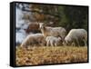 Giving Nourishment Sheep-Jai Johnson-Framed Stretched Canvas