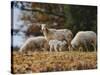 Giving Nourishment Sheep-Jai Johnson-Stretched Canvas