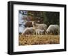 Giving Nourishment Sheep-Jai Johnson-Framed Premium Giclee Print
