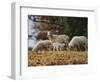 Giving Nourishment Sheep-Jai Johnson-Framed Premium Giclee Print