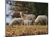 Giving Nourishment Sheep-Jai Johnson-Mounted Premium Giclee Print